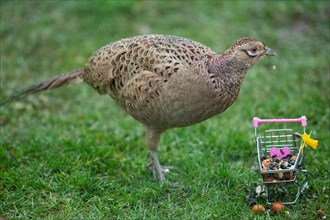Female pheasant standing next to shopping trolley in green grass, looking right