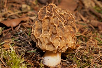 Brown honeycomb-like fruiting body in coniferous litter and green moss