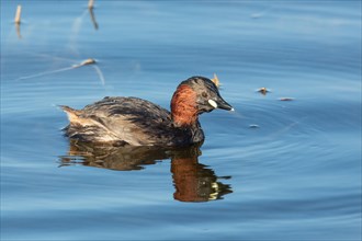 Little grebe swimming in water with reflection on the right