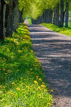 Tree Lined gravel road with lush green trees and flowering dandelion (Taraxacum officinale) flowers