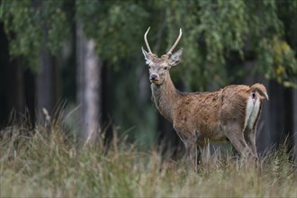Red deer (Cervus elaphus), young stag, spit stands on a forest meadow, captive, Germany, Europe