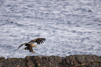 White-tailed eagle (Haliaeetus albicilla), adult bird landing on rocks, Varanger, Finnmark, Norway,
