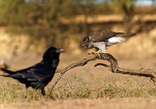 Male northern goshawk (Accipiter gentilis), raven, Agramunt, Catalonia, Spain, Europe