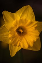 The yellow flower of a daffodil (Narcissus pseudonarcissus L.) grows and blooms in spring, Jena,