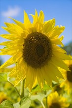 Close-up of yellow Helianthus annuus, Sunflower against a blue sky in summer, Quebec, Canada, North