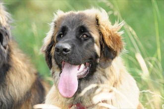 Leonberger dogs, An attentive young dog with its tongue out, Leonberger dog, Schwaebisch Gmuend,