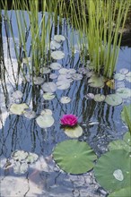 Floating pink Nymphaea, Waterlily flower with green lily pads and Schoenoplectus tabernaemontana,
