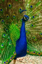 A blue and green peacock is standing in a field. The peacock is the center of attention and is