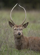 Red deer (Cervus elaphus), young stag, spike lying on a forest meadow, captive, Germany, Europe