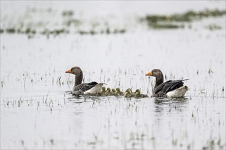 Greylag geese (Anser anser) with young, Lower Saxony, Germany, Europe