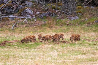 Wild boar (Sus scrofa) piglets on a grass meadow at the forest edge