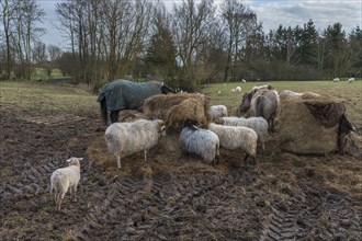 Horses and moorland sheep eating hay in the pasture, Mecklenburg-Western Pomerania, Germany, Europe