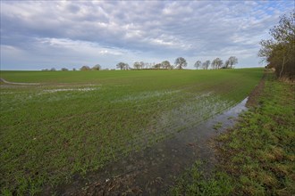 Flooded field with germinating winter wheat (Triticum aestivum), Mecklenburg-Western Pomerania,