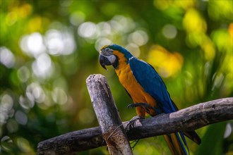Portrait of a parrot. Beautiful shot of the animals in the forest on Guadeloupe, Caribbean, French