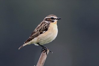 Whinchat sitting on post looking right