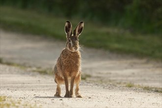 Brown hare standing on a path looking from the front