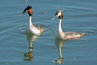 Great crested grebe two adult birds swimming side by side in water with mirror image on the left