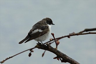 Pied flycatcher sitting on branch on the right looking at blue sky