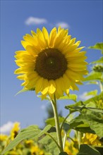 Close-up of yellow Helianthus annuus, Sunflower against a blue sky in summer, Quebec, Canada, North