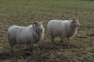 Moorland sheep on the pasture, Mecklenburg-Western Pomerania, Germany, Europe