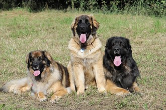 Leonberger dogs, Three Leonberger dogs sitting together on a green meadow in summer, Leonberger