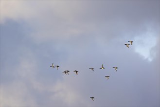 Greater scaup (Aythya marila), small flock in flight, Laanemaa, Estonia, Europe