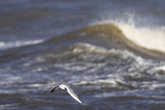 Black-headed gull (Larus ridibundus) in flight over surf, Laanemaa, Estonia, Europe