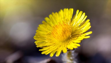 Macro photograph of a yellow coltsfoot flower with blurred background, medicinal plant coltsfoot,