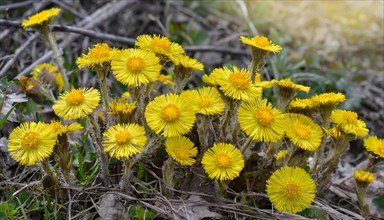 Yellow flowers on a sunny meadow with grass and foliage, medicinal plant coltsfoot, Tussilago