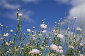 Close-up of mauve Erigeron, Fleabane flowers against a blue sky in late summer, Quebec, Canada,