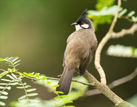 Red-eared Bulbul (Pycnonotus jocosus) sits on a branch, occurs in tropical Asia, captive