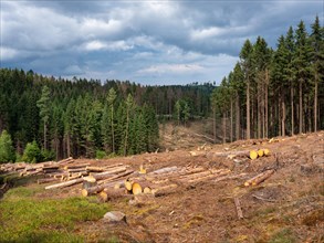 Spruce clear-cutting in the forest after bark beetle infestation, Franconian Forest, Upper