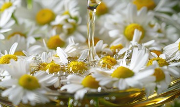 Chamomile essential oil and chamomile flowers closeup, skin care cosmetic concept AI generated