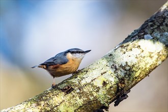 Eurasian Nuthatch, Sitta europaea in forest at winter sun