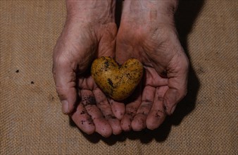 Potato (Solanum tuberosum) in the shape of a heart in the hand