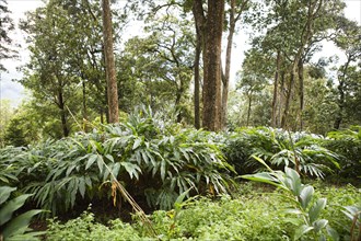 Cardamom plants (Elettaria cardamomum), Cadamom Hills, Munnar, Kerala, India, Asia