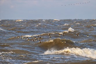 Long-tailed duck (Clangula hyemalis), small flock in flight over turbulent sea, Laanemaa, Estonia,