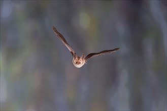 Brown long-eared bat (Plecotus auritus) flying out of its winter quarters, Brandenburg, Germany,