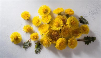 A selection of yellow coltsfoot flowers in various stages of flowering, medicinal plant coltsfoot,