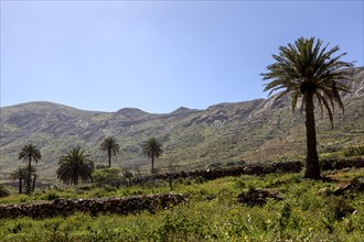 Vega de Rio Palmas, In the Valley of the Palms, Fuerteventura, Canary Island, Spain, Europe