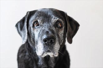 Very old Labrador dog with gray hair on white background. KI generiert, generiert, AI generated