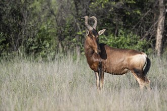 Red hartebeest (Alcelaphus buselaphus caama), Mziki Private Game Reserve, North West Province,