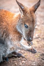 Red-necked wallaby (Macropus rufogriseus) shopping around on a small branch, Eisenberg, Thuringia,
