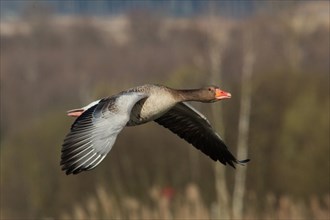 Greylag goose with open wings flying right seeing