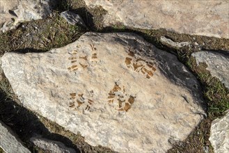 Footprints, LLyn Idwal footpath, Snowdonia National Park near Pont Pen-y-benglog, Bethesda, Bangor,