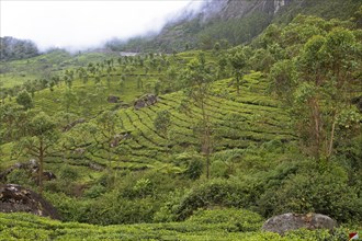 Hilly landscape with tea plantations in the clouds, Munnar, Kerala, India, Asia