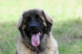 Leonberger dog, frontal view of a dog with its tongue sticking out in a meadow, Leonberger dog,