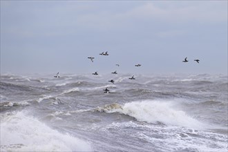 Greater scaup (Aythya marila), small flock in flight over turbulent sea, Laanemaa, Estonia, Europe