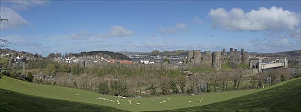 Sheep, lambs, castle, bridge, panoramic shot, Photomerge, Conwy, Wales, Great Britain