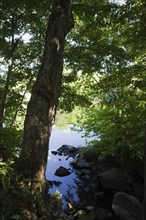Calm lake surface framed through deciduous trees with dense green foliage in summer, Laurentians,